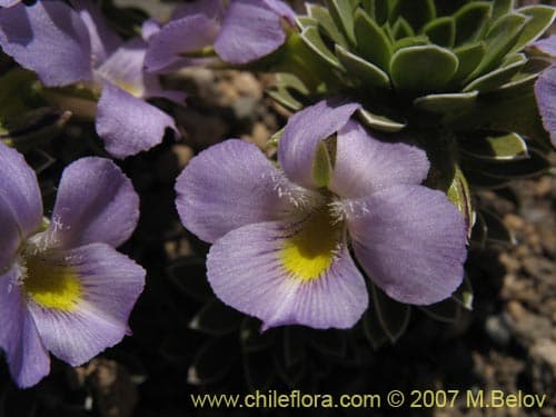 Viola cotyledon